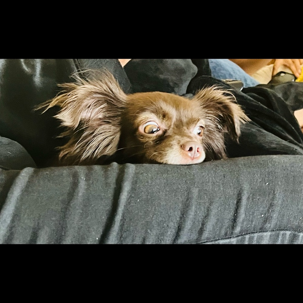 Meet your Posher, Bridget